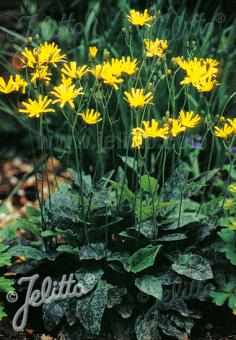 HIERACIUM maculatum  'Leopard' Portion(en)