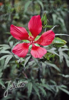 HIBISCUS coccineus   Seeds