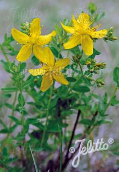 HYPERICUM perforatum  'Topaz' Portion(s)