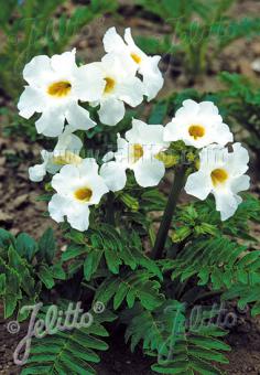 INCARVILLEA delavayi  'Alba' Portion(en)