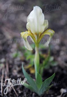 IRIS lutescens   Portion(en)