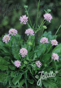 KNAUTIA macedonica  'Midget Mauves' Portion(en)