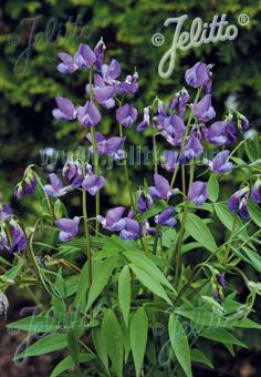 LATHYRUS vernus  'Heavenly Blues' Portion(en)