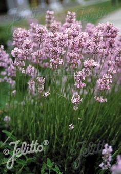 LAVANDULA angustifolia Ellagance-Series 'Ellagance Pink' Portion(s)