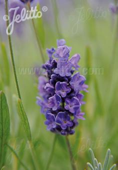 LAVANDULA angustifolia Ellagance-Series 'Ellagance Purple' Portion(s)