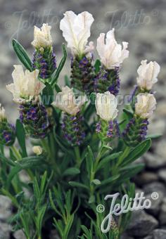 LAVANDULA stoechas Castilliano 2.0-Serie 'Castilliano White' Portion(en)