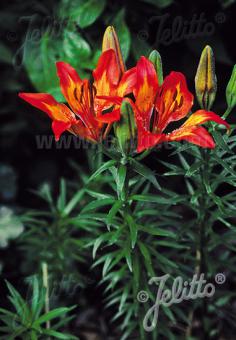 LILIUM bulbiferum ssp. croceum   Portion(s)