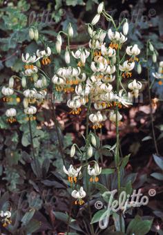 LILIUM martagon var. album   Portion(en)