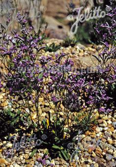 LIMONIUM species  'Blauer Diamant' Portion(en)