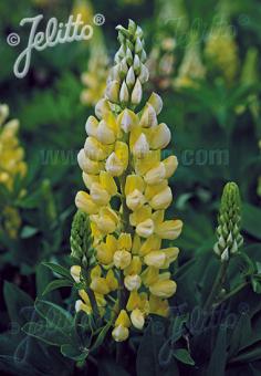 LUPINUS Perennis-Hybr. Nanus Russell Mini-Gallery-Series 'Mini-Gallery(R) Yellow' Portion(s)