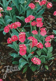 LYCHNIS flos-jovis nana  'Peggy' Portion(en)