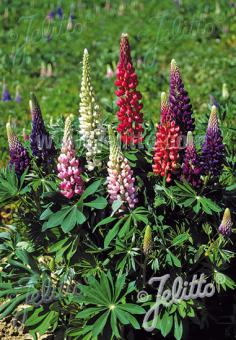 LUPINUS Perennis-Hybr. Russell 'Lulu Mix' Portion(en)