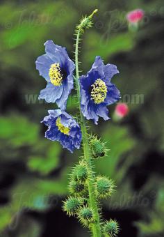 MECONOPSIS horridula   Portion(s)