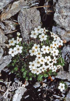 MYOSOTIS pulvinaris   Portion(en)