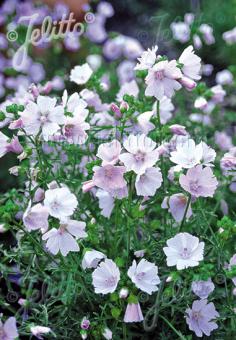 MALVA moschata  'Appleblossum' Seeds