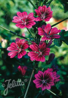 MALVA sylvestris ssp. mauritiana   Portion(s)