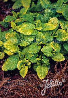 MELISSA officinalis  'Gold Leaf' Portion(en)