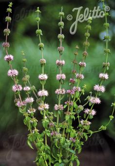 MENTHA pulegium   Portion(s)