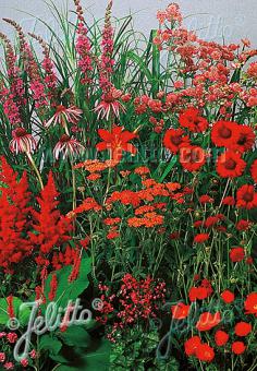 Perennial Mix red colors, medium, 30-80 cm Portion(s)