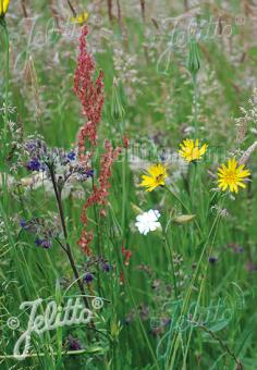 Wildflower Meadow for medium/fresh soils Portion(s)