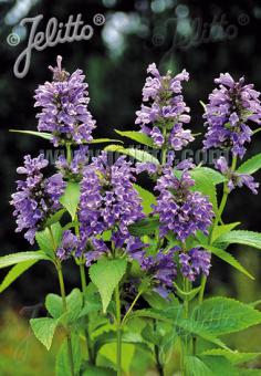 NEPETA subsessilis  'Blue Dreams' Portion(en)