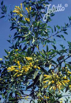 NICOTIANA glauca   Portion(en)