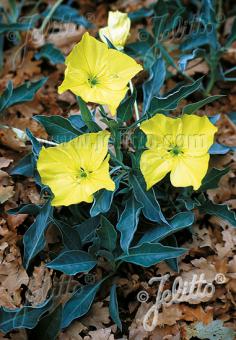 OENOTHERA macrocarpa ssp. incana  Silver Blade® Portion(s)