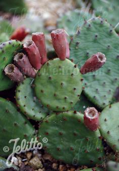 OPUNTIA humifusa   Portion(s)