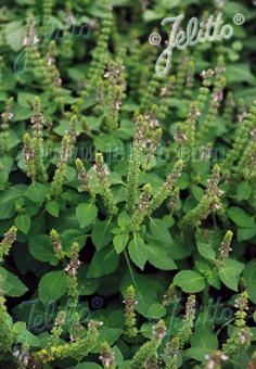 OCIMUM africanum  'Temperate Tulsi' (Rama Tulsi misap.) Portion(s)