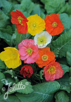 PAPAVER Nudicaule-Hybr.  Deluxe Mixture Portion(s)