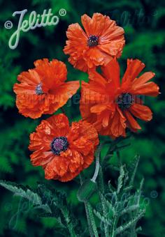 PAPAVER Orientale-Hybr.  plena 'May Queen' Portion(en)