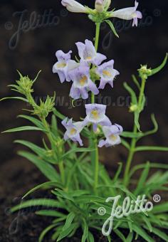 PENSTEMON auriberbis   Portion(s)