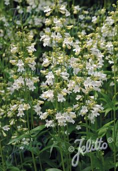 PENSTEMON digitalis   Portion(s)