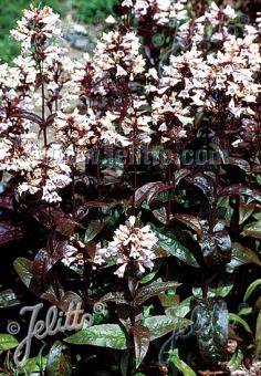 PENSTEMON digitalis  'Husker Red Superior Strain' Korn