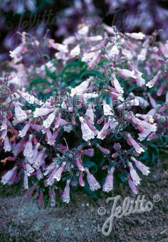 PENSTEMON hirsutus var. pygmeus   Portion(s)