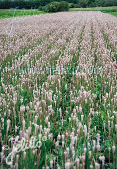 PLANTAGO media   Portion(en)