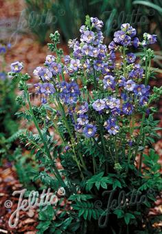 POLEMONIUM boreale  'Heavenly Habit' Portion(s)