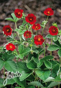 POTENTILLA atrosanguinea var. argyrophylla  'Scarlet Starlit' Portion(en)