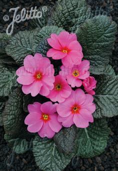 PRIMULA x pruhoniciana Wanda-Hybr. (Orig. Niederlenz) 'Wanda Dark-pink' Portion(s)