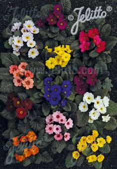 PRIMULA x pruhoniciana Wanda-Hybr. (Orig. Niederlenz) 'Wanda Mixed Colors' Portion(s)