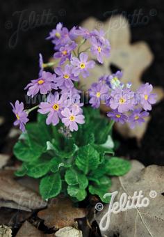 PRIMULA farinosa   Portion(en)