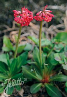 PRIMULA maximowiczii   Portion(s)