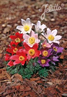 PULSATILLA vulgaris  'Heiler-Hybrids' Portion(s)