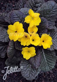 PRIMULA x pruhoniciana Wanda-Hybr. (Orig. Niederlenz) 'Wanda Gelb' Portion(en)