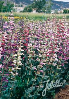 PENSTEMON grandiflorus  Prairie Jewel® Seeds