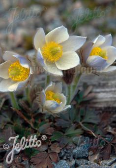 PULSATILLA vernalis   Seeds