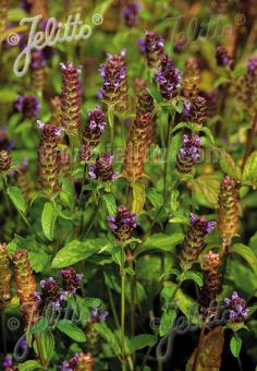 PRUNELLA vulgaris  'BLBP 01' Portion(en)