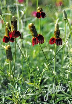 RATIBIDA columnifera f. pulcherrima  'Red Midget' Portion(s)