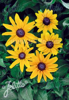 RUDBECKIA hirta  'Marmelade' Portion(s)