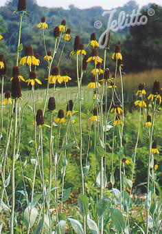 RUDBECKIA maxima   Portion(en)